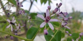 楝花