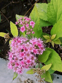 粉花绣线菊常见绿化用花卉花丛