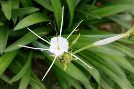 白花水鬼蕉