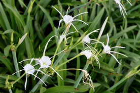 白花水鬼蕉
