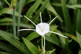 蜘蛛兰