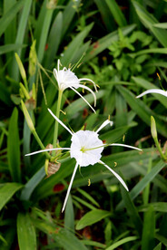 白花水鬼蕉