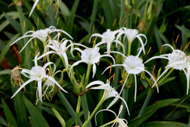 白花水鬼蕉