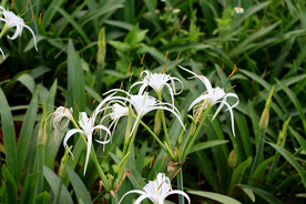 白花水鬼蕉