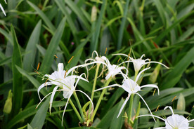白花水鬼蕉
