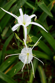 白花水鬼蕉
