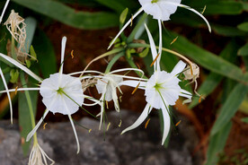 白花水鬼蕉
