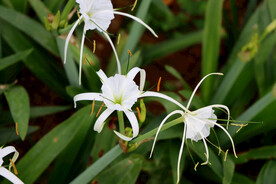 白花水鬼蕉