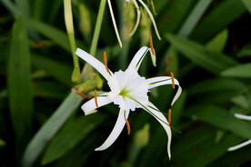 白花水鬼蕉