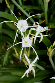 白花水鬼蕉