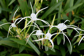 白花水鬼蕉
