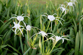 白花水鬼蕉