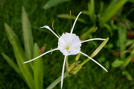 白花水鬼蕉