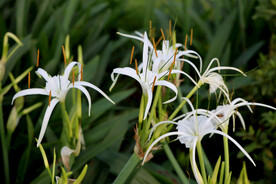 白花水鬼蕉