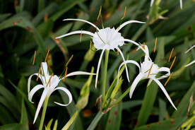 白花水鬼蕉