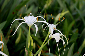 白花水鬼蕉