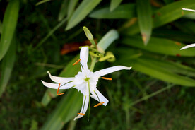 白花水鬼蕉