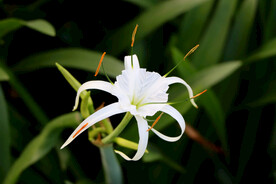 白花水鬼蕉