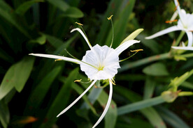 白花水鬼蕉