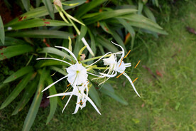 白花水鬼蕉