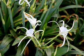 白花水鬼蕉