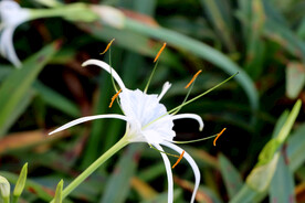 白花水鬼蕉