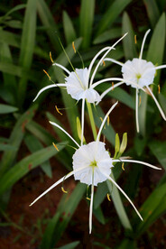 白花水鬼蕉