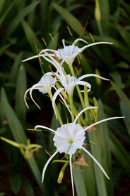 白花水鬼蕉