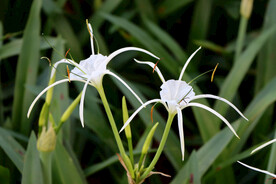 白花水鬼蕉