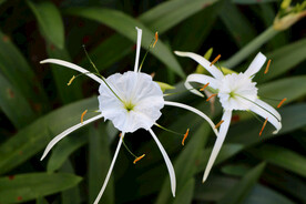 白花水鬼蕉