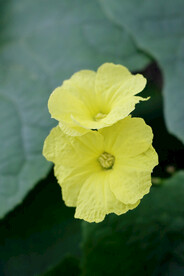 丝瓜花