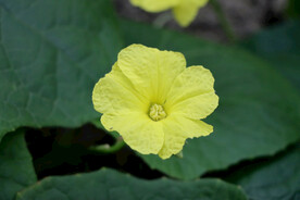 丝瓜花