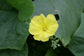 丝瓜花