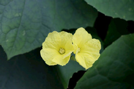 丝瓜花
