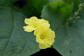 丝瓜花