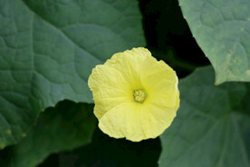 丝瓜花