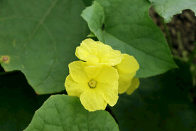 丝瓜花