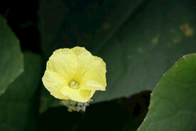 丝瓜花