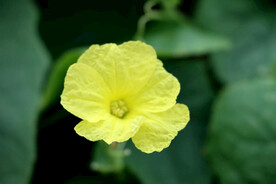 丝瓜花