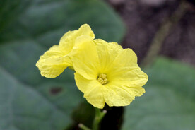 丝瓜花