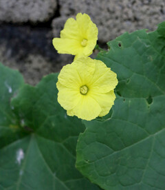 丝瓜花