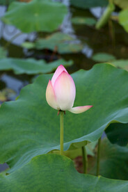荷花花苞