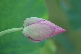 荷花花苞