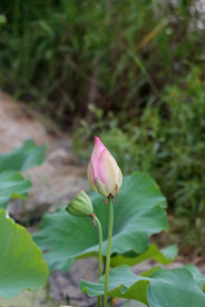 荷花花苞