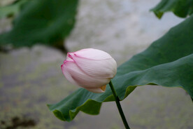 荷花花苞