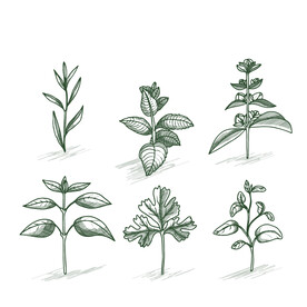 植物线稿元素