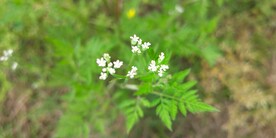窃衣花