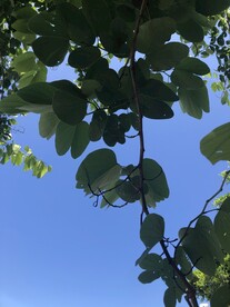 大树 绿色叶子 蓝天