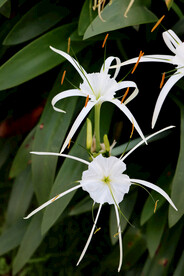 白花水鬼蕉