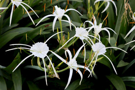 白花水鬼蕉